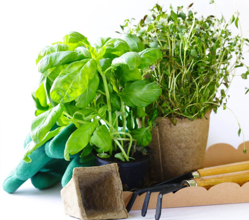 home gardening P2XZHY4