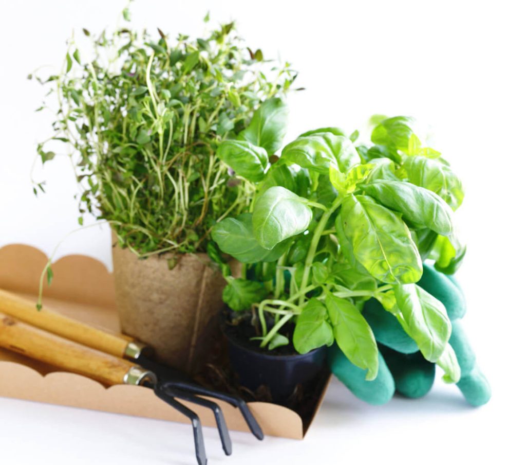 home gardening PT5Q72U